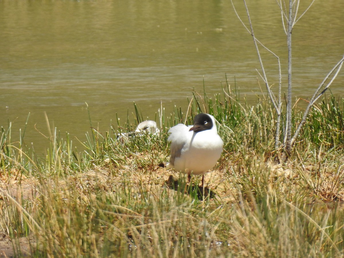 Mouette des Andes - ML645028071
