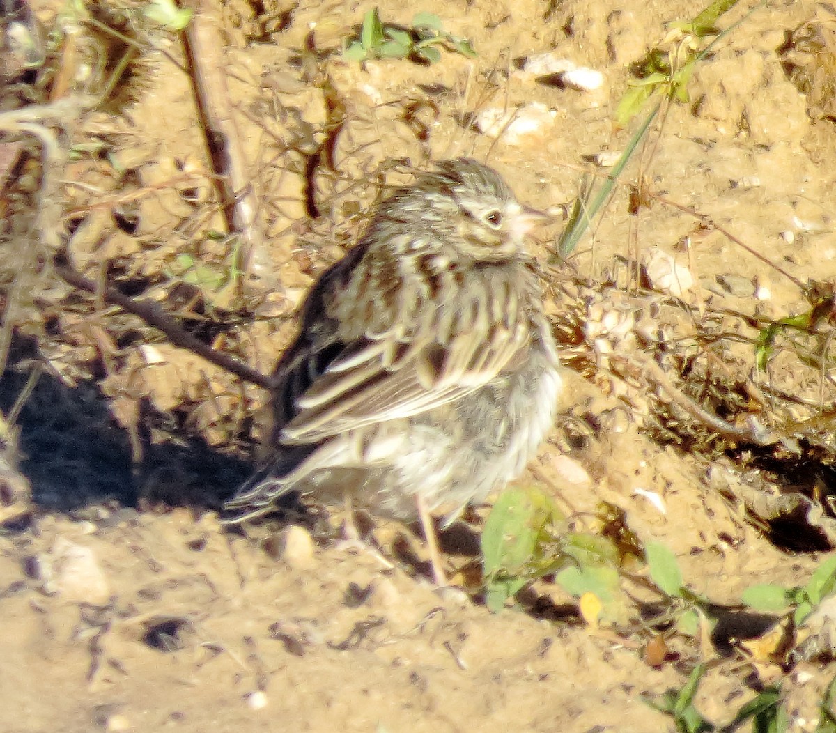 Vesper Sparrow - ML645028077