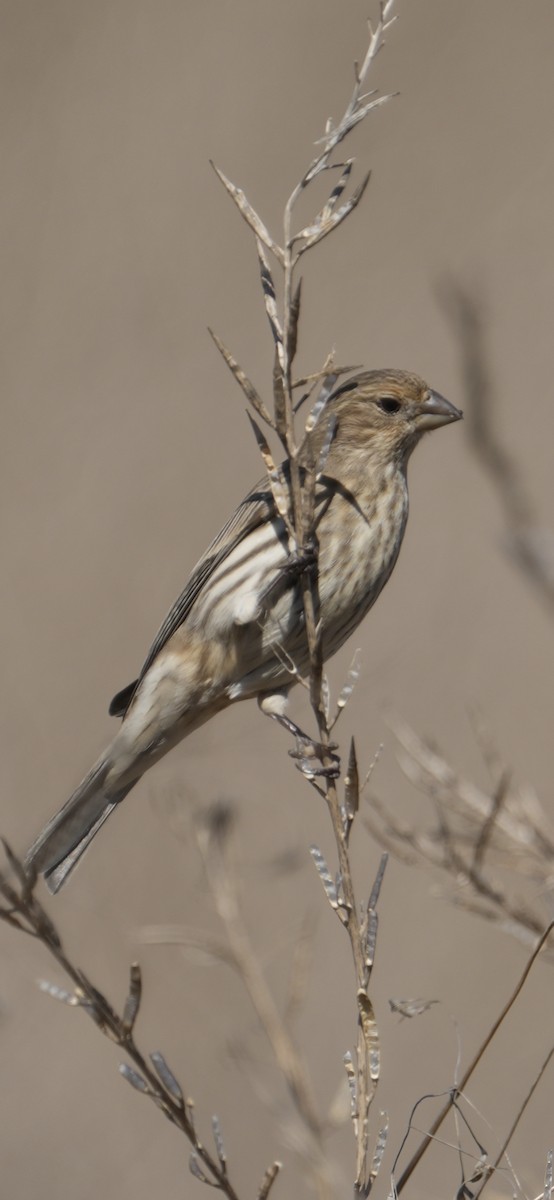 House Finch - ML645028080