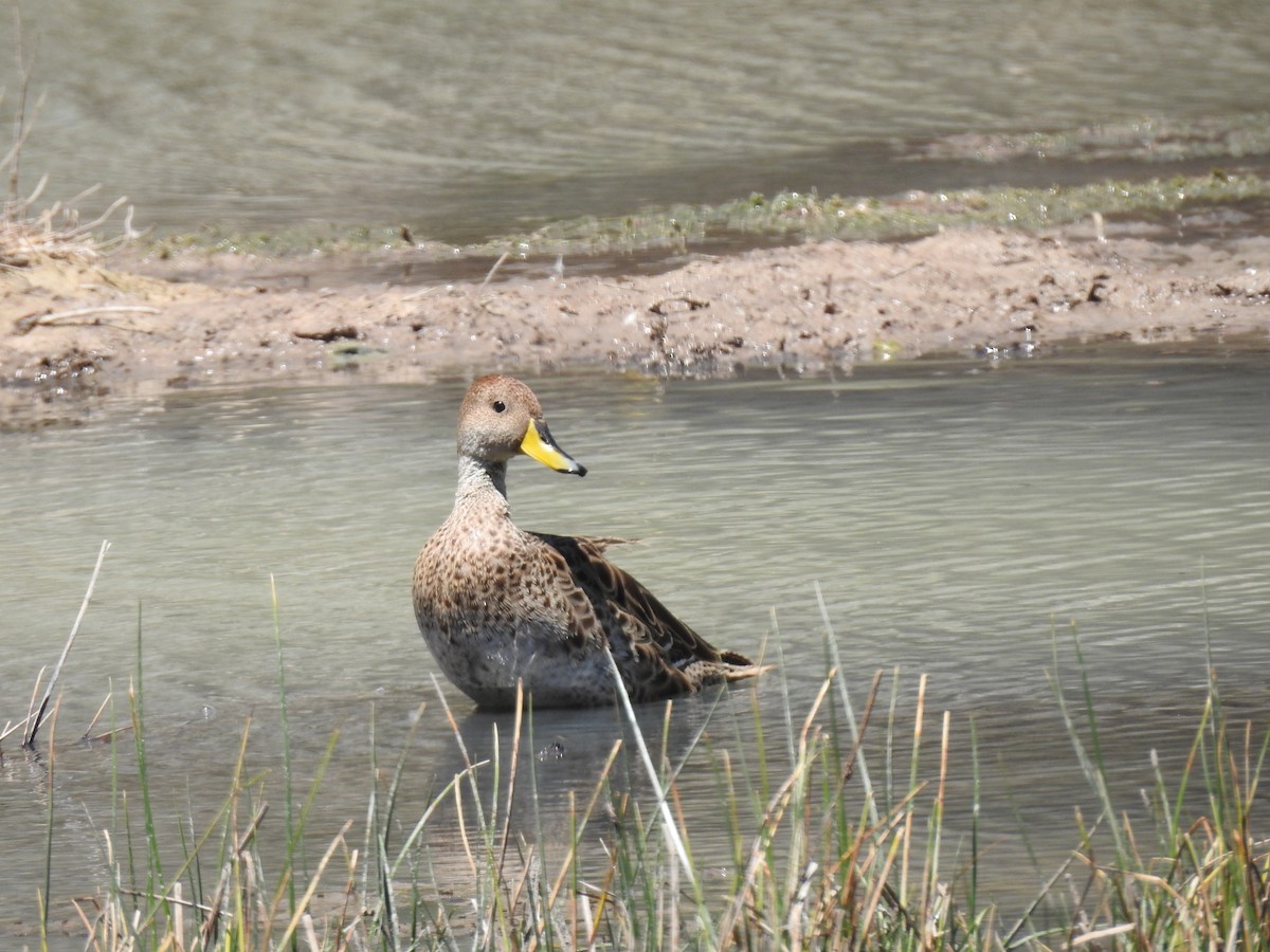 gulnebbstjertand - ML645028087