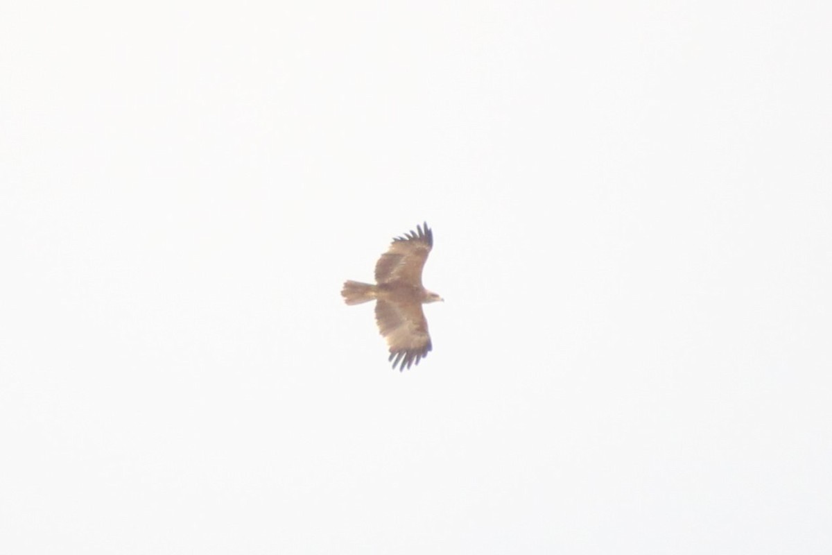Tawny Eagle - ML645028089