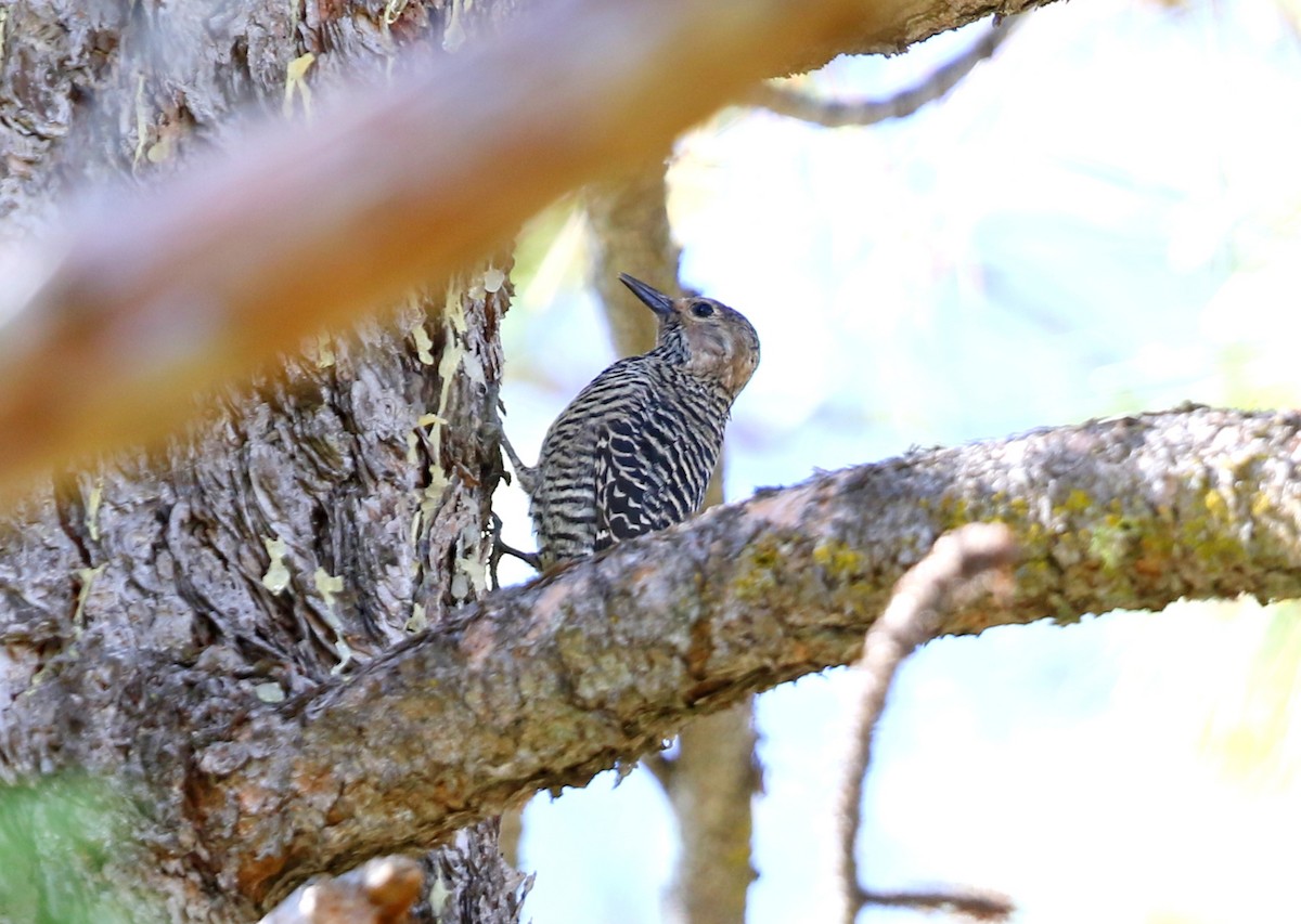 Williamson's Sapsucker - ML645028090
