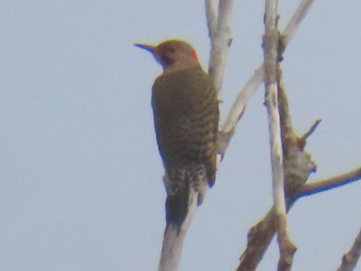Northern Flicker - ML645028098