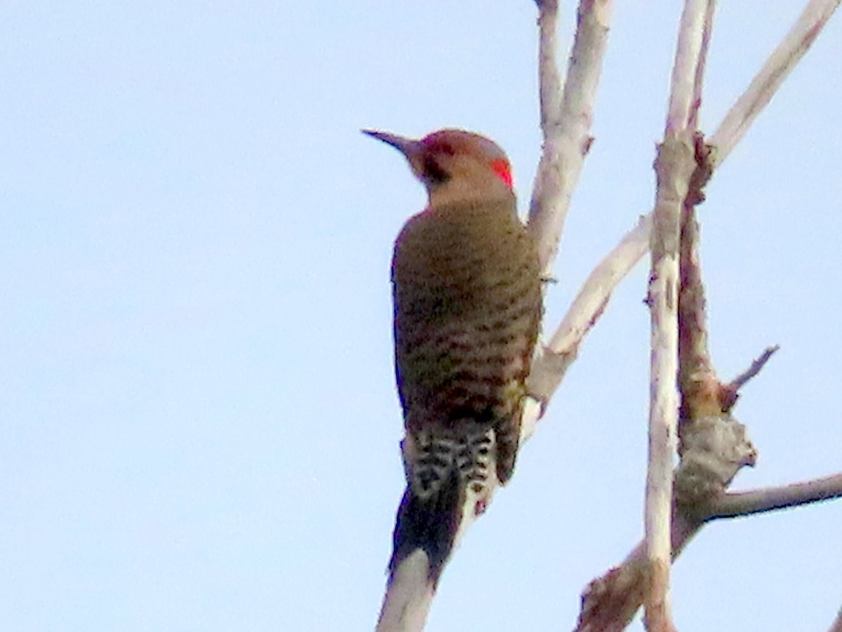 Northern Flicker - ML645028099