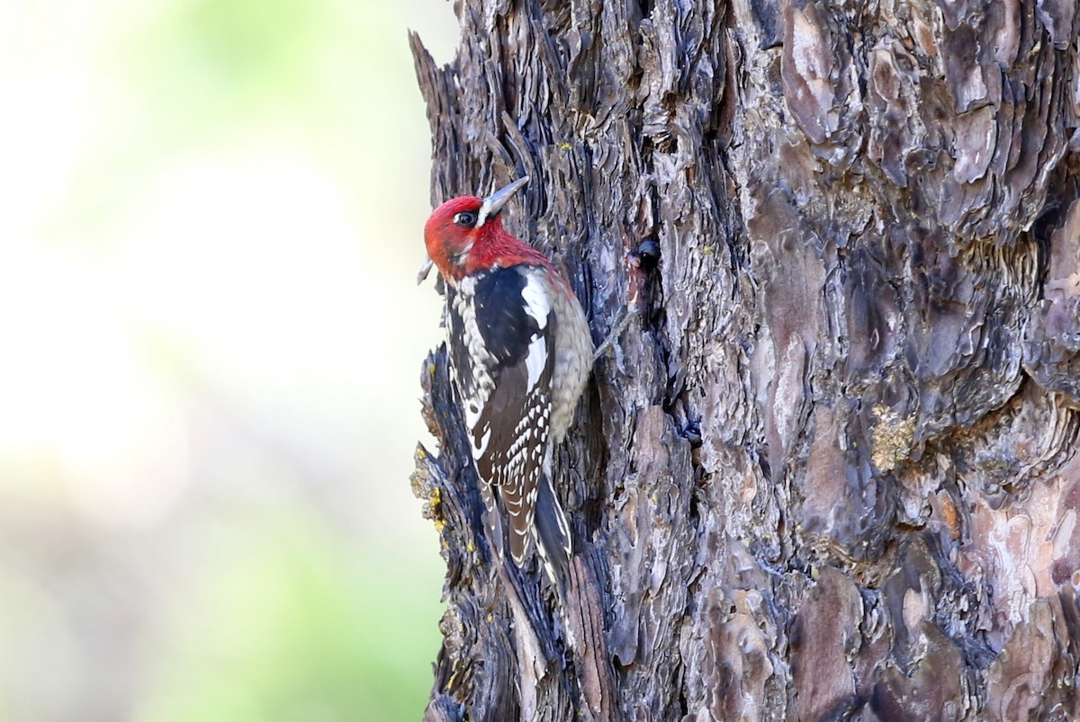 Red-breasted Sapsucker - ML645028101