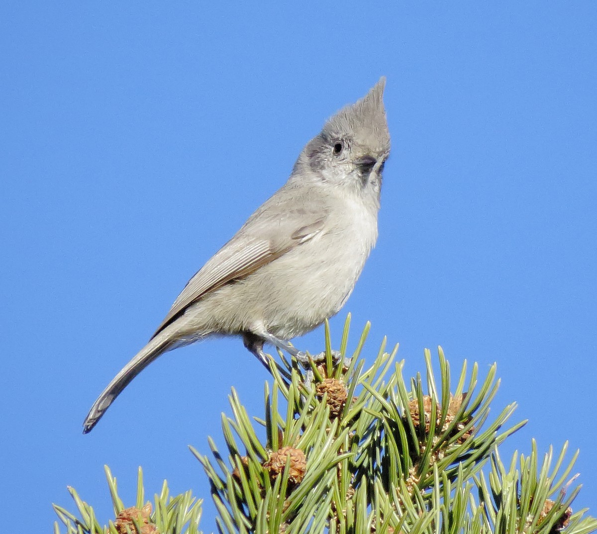 Juniper Titmouse - ML645028110