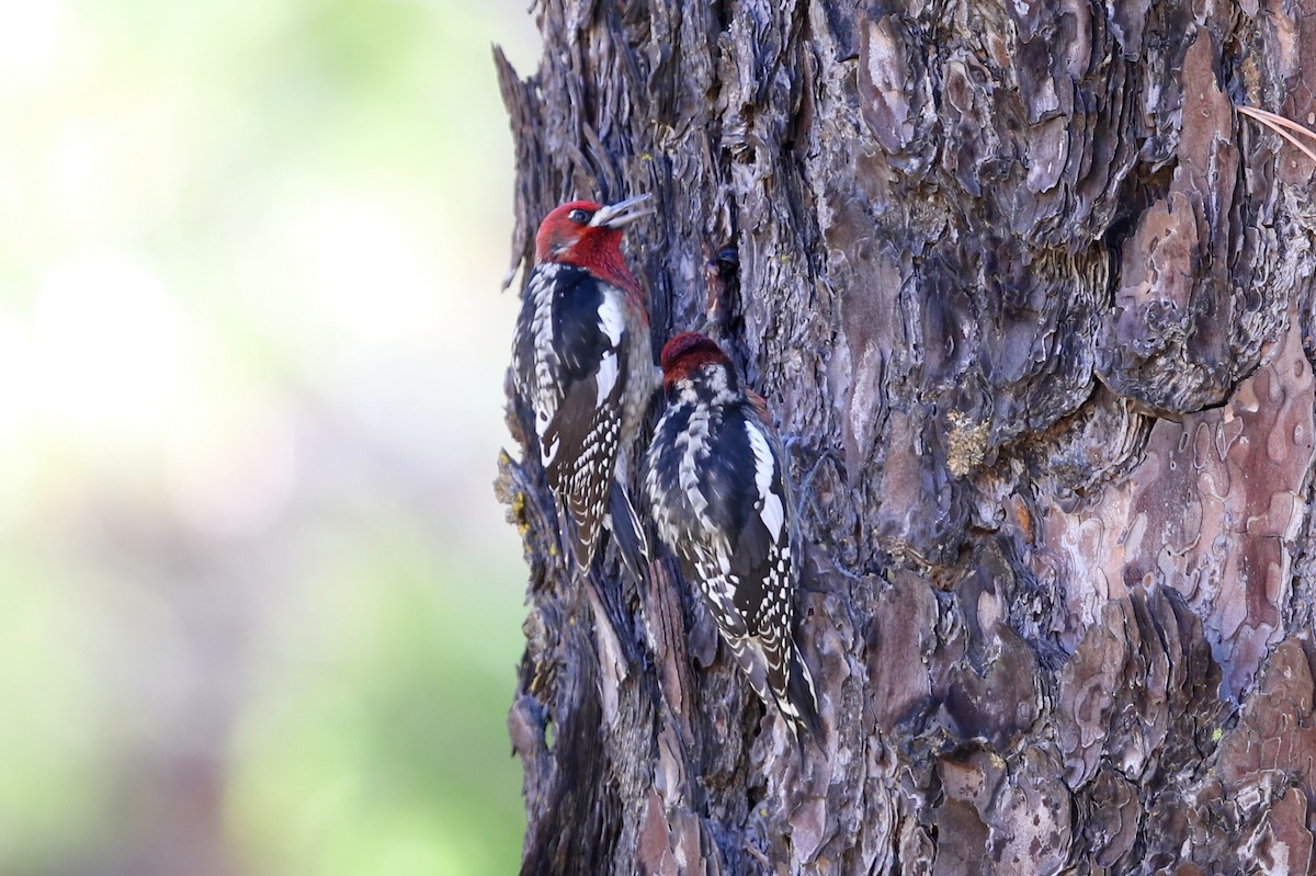 Red-naped x Red-breasted Sapsucker (hybrid) - ML645028111