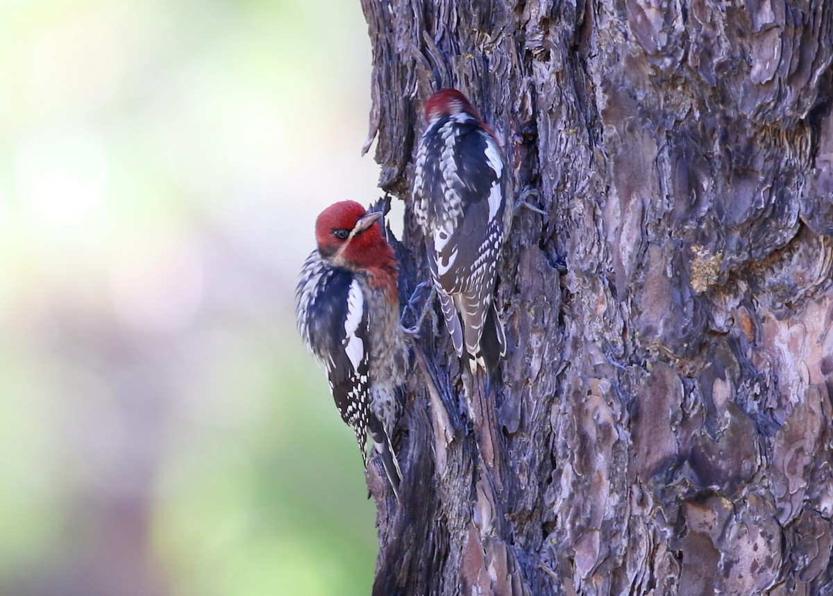 Red-naped x Red-breasted Sapsucker (hybrid) - ML645028115