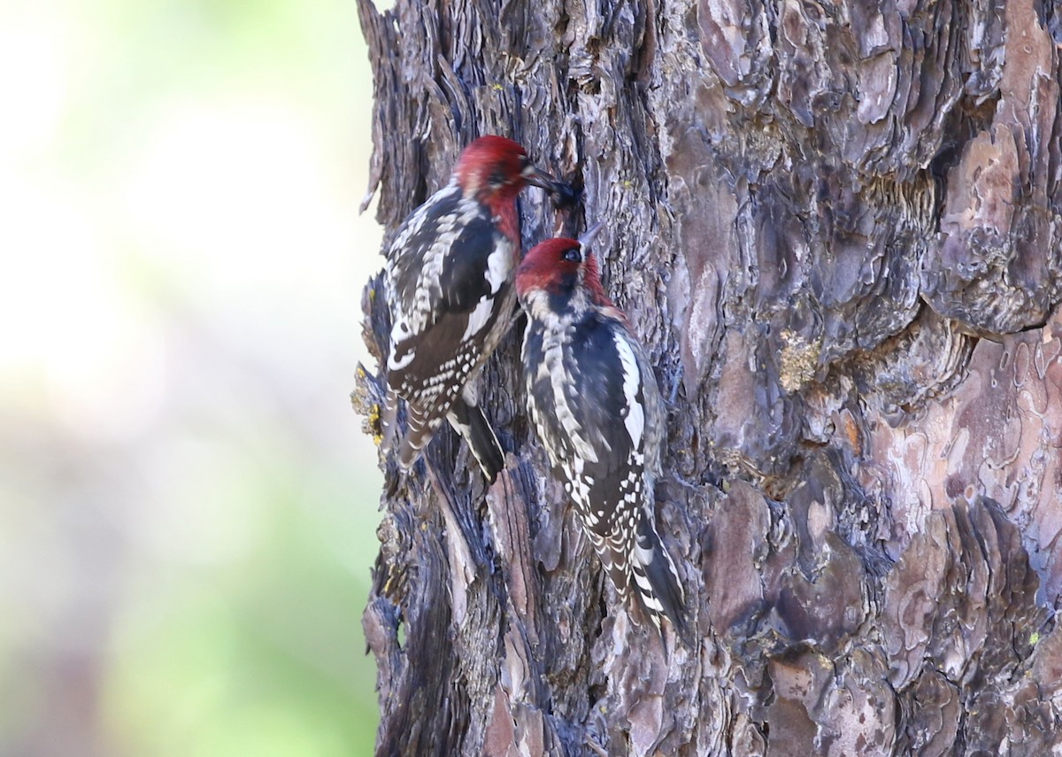 Red-naped x Red-breasted Sapsucker (hybrid) - ML645028119
