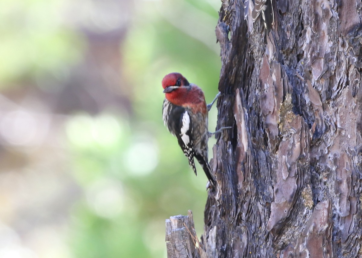 Red-naped x Red-breasted Sapsucker (hybrid) - ML645028121