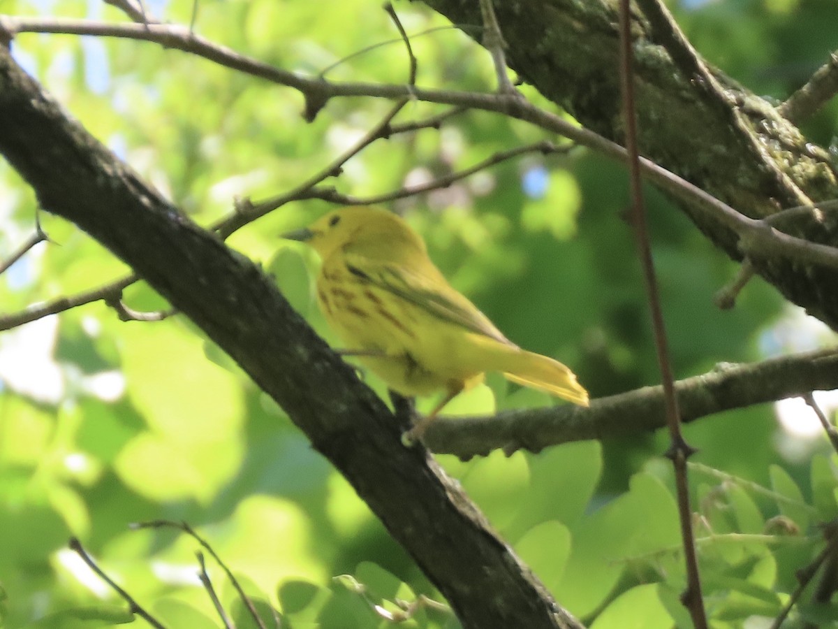 Northern Yellow Warbler - ML645028125
