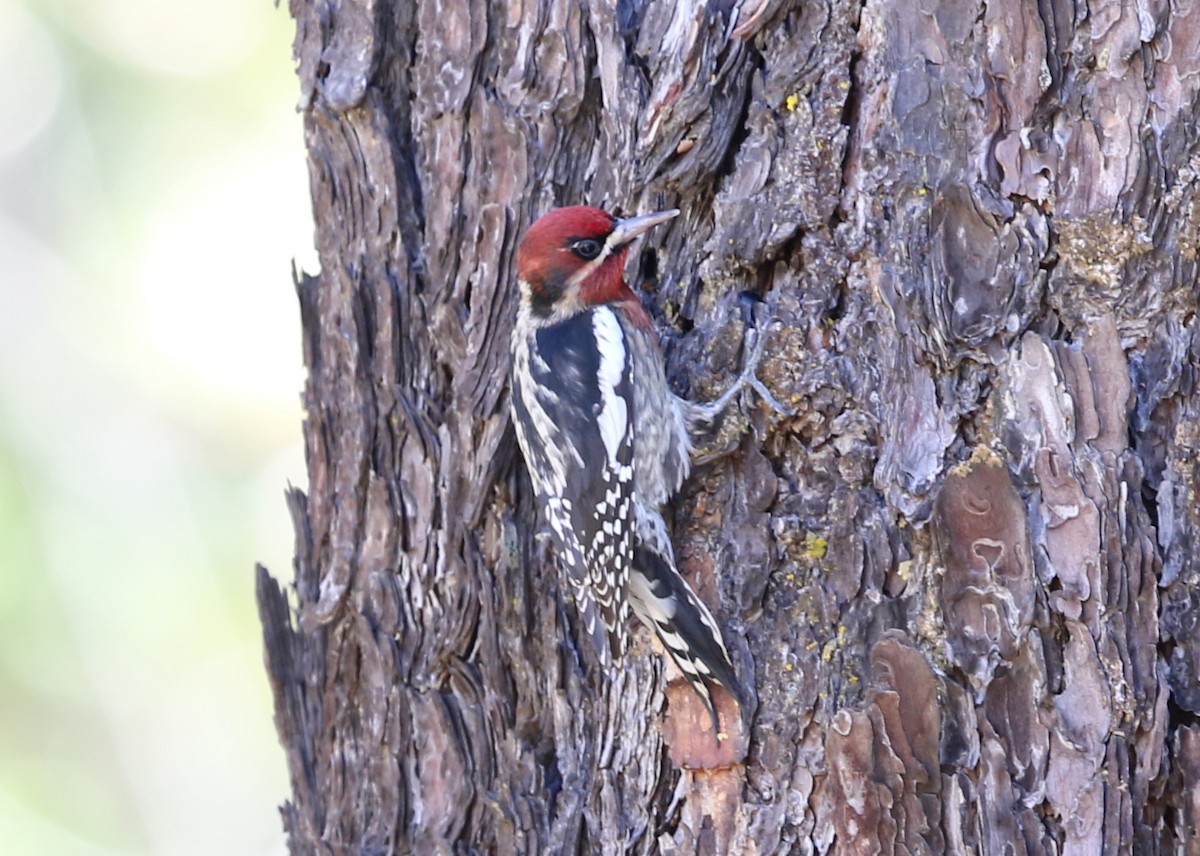 Red-naped x Red-breasted Sapsucker (hybrid) - ML645028127