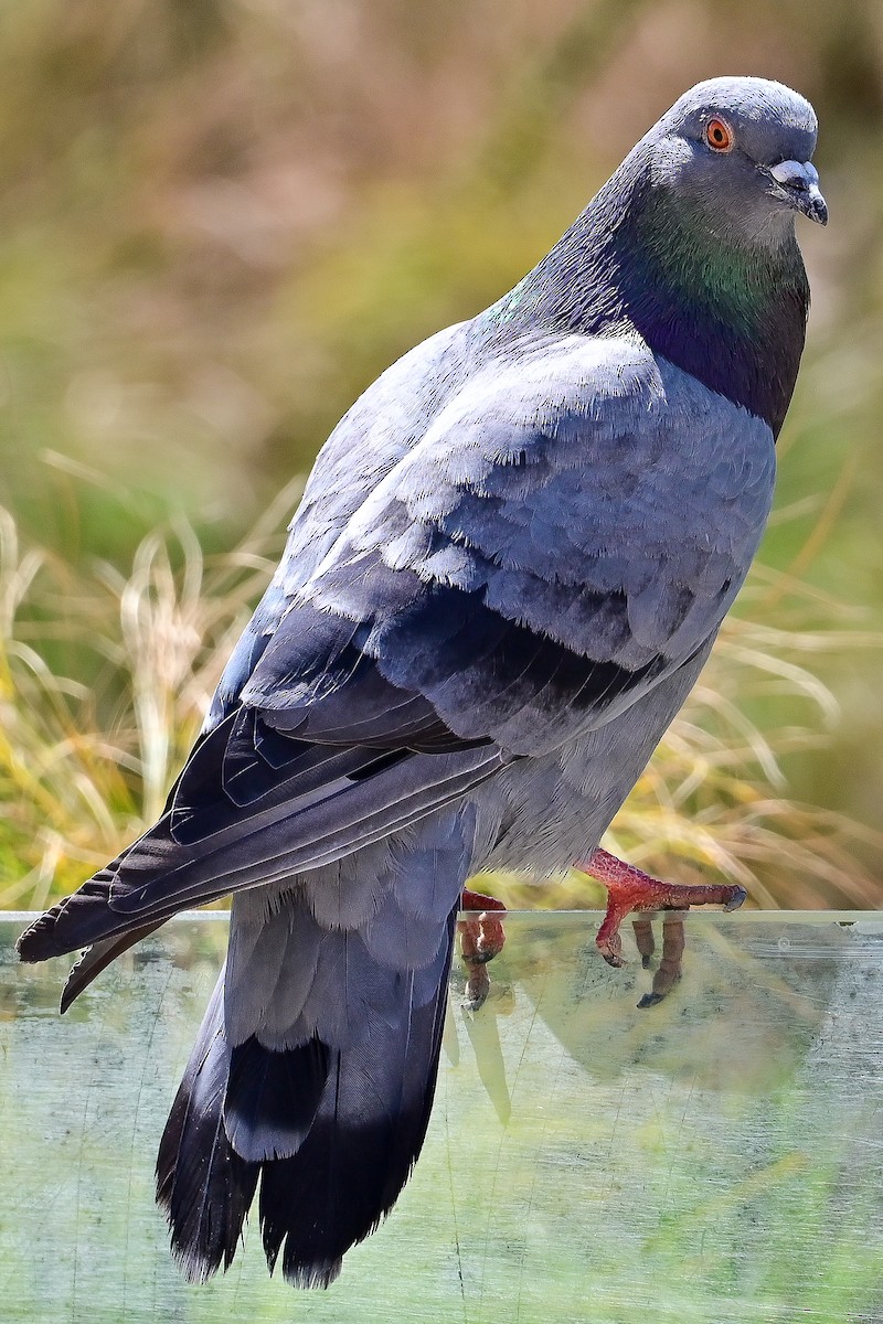 Haitz-usoa (etxekoa) - ML645028134