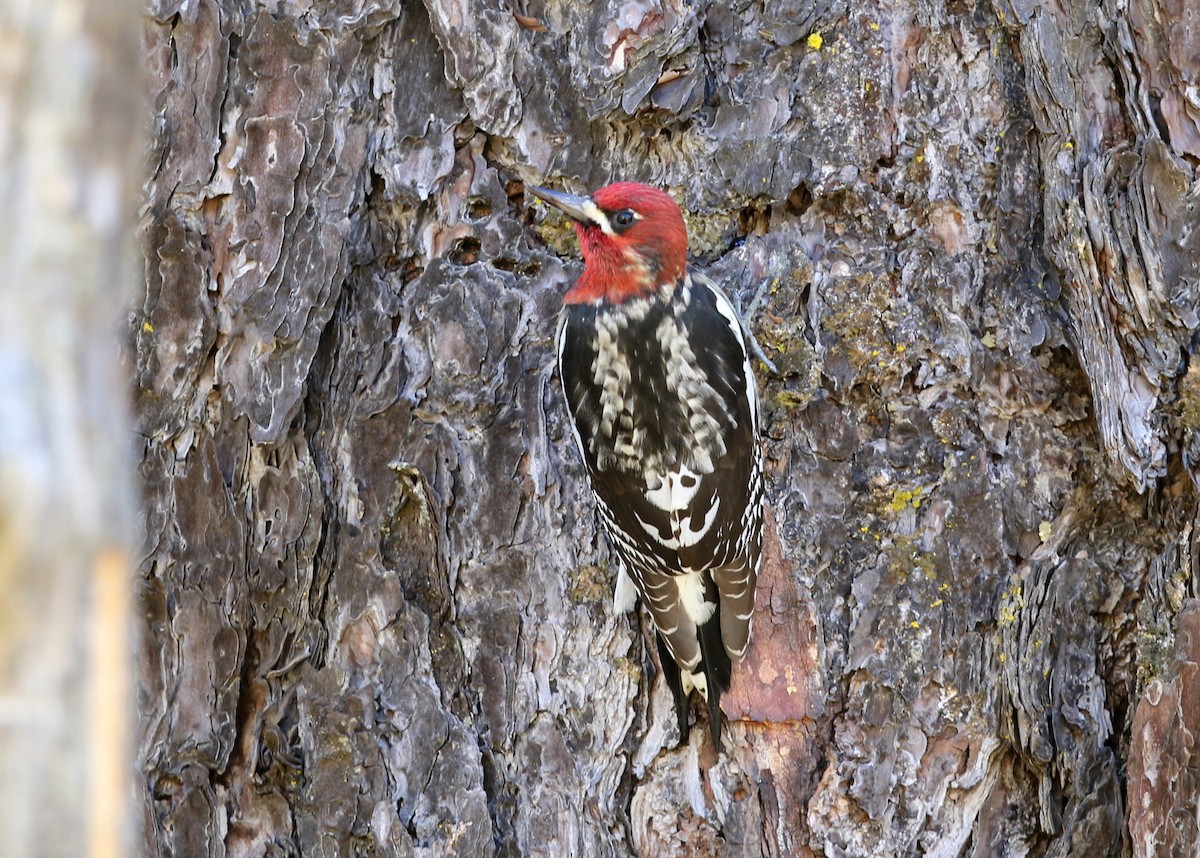 Red-breasted Sapsucker - ML645028136