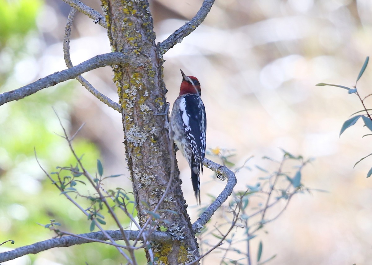 Red-naped x Red-breasted Sapsucker (hybrid) - ML645028145