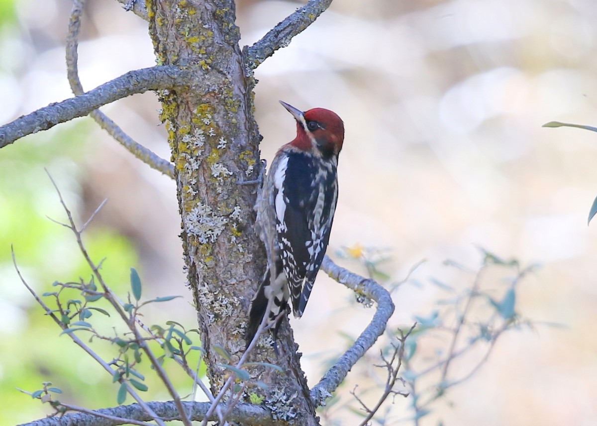 Red-naped x Red-breasted Sapsucker (hybrid) - ML645028146