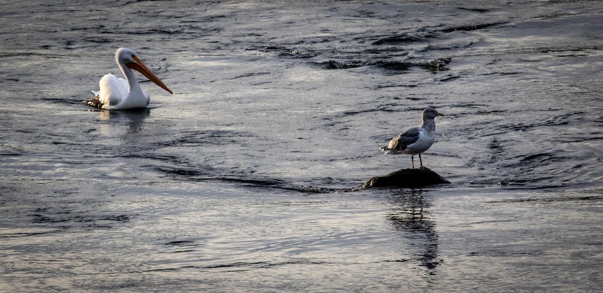 American White Pelican - ML645028157