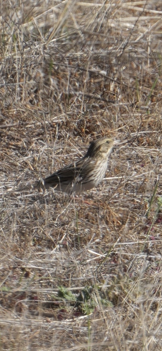 Savannah Serçesi - ML645028161