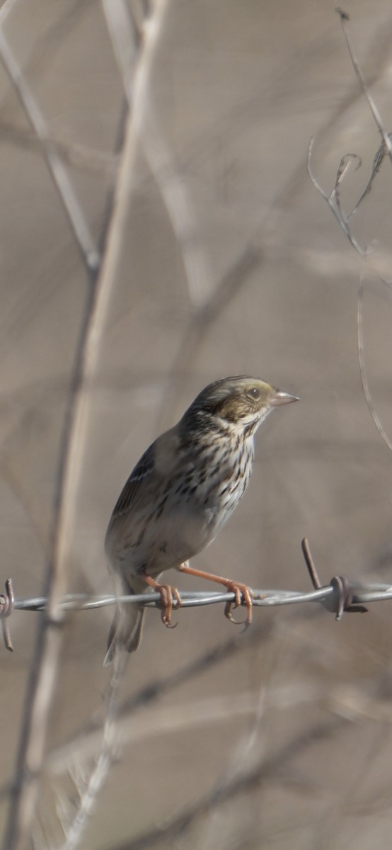 Savannah Serçesi - ML645028162