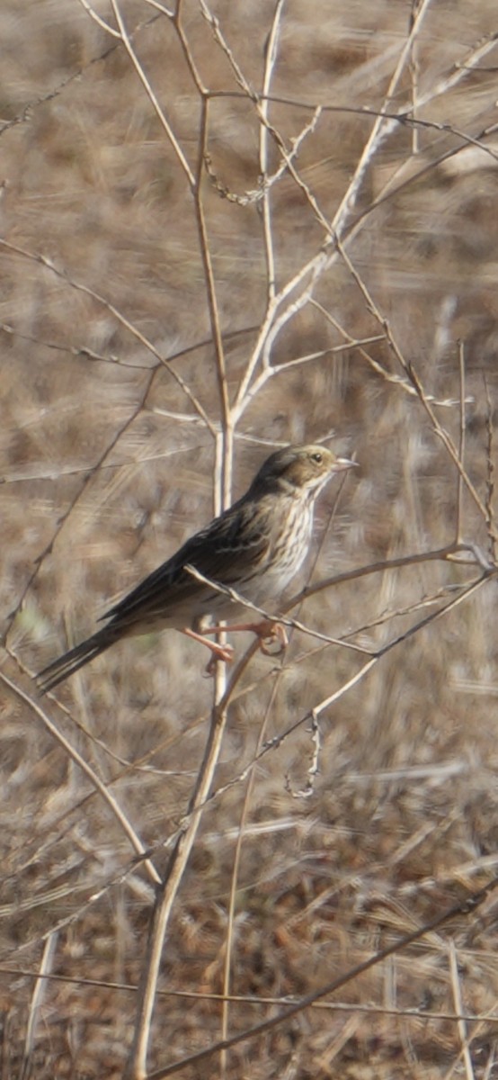 Savannah Serçesi - ML645028163