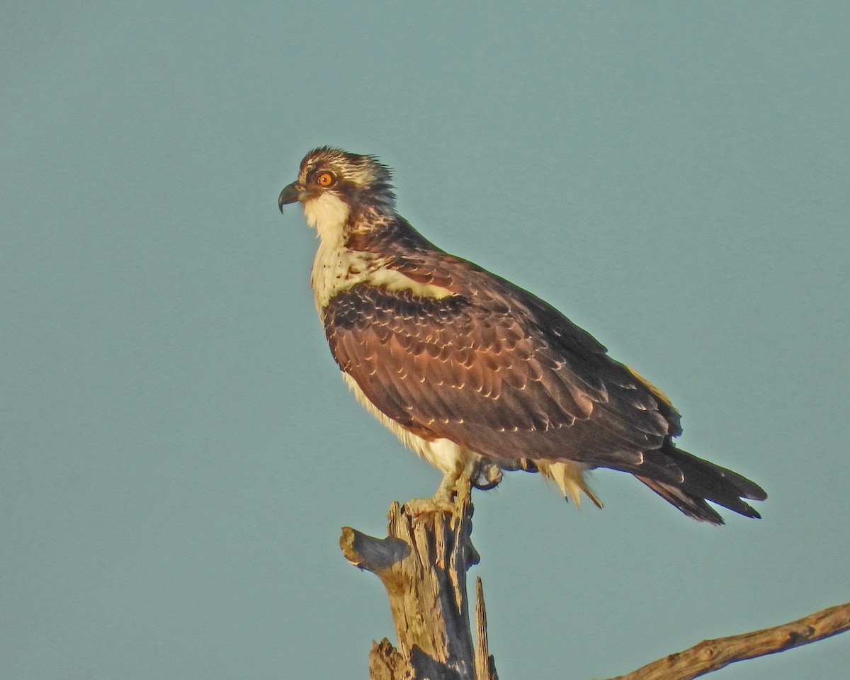 Osprey - ML645028214