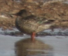 Green-winged Teal - ML645028217