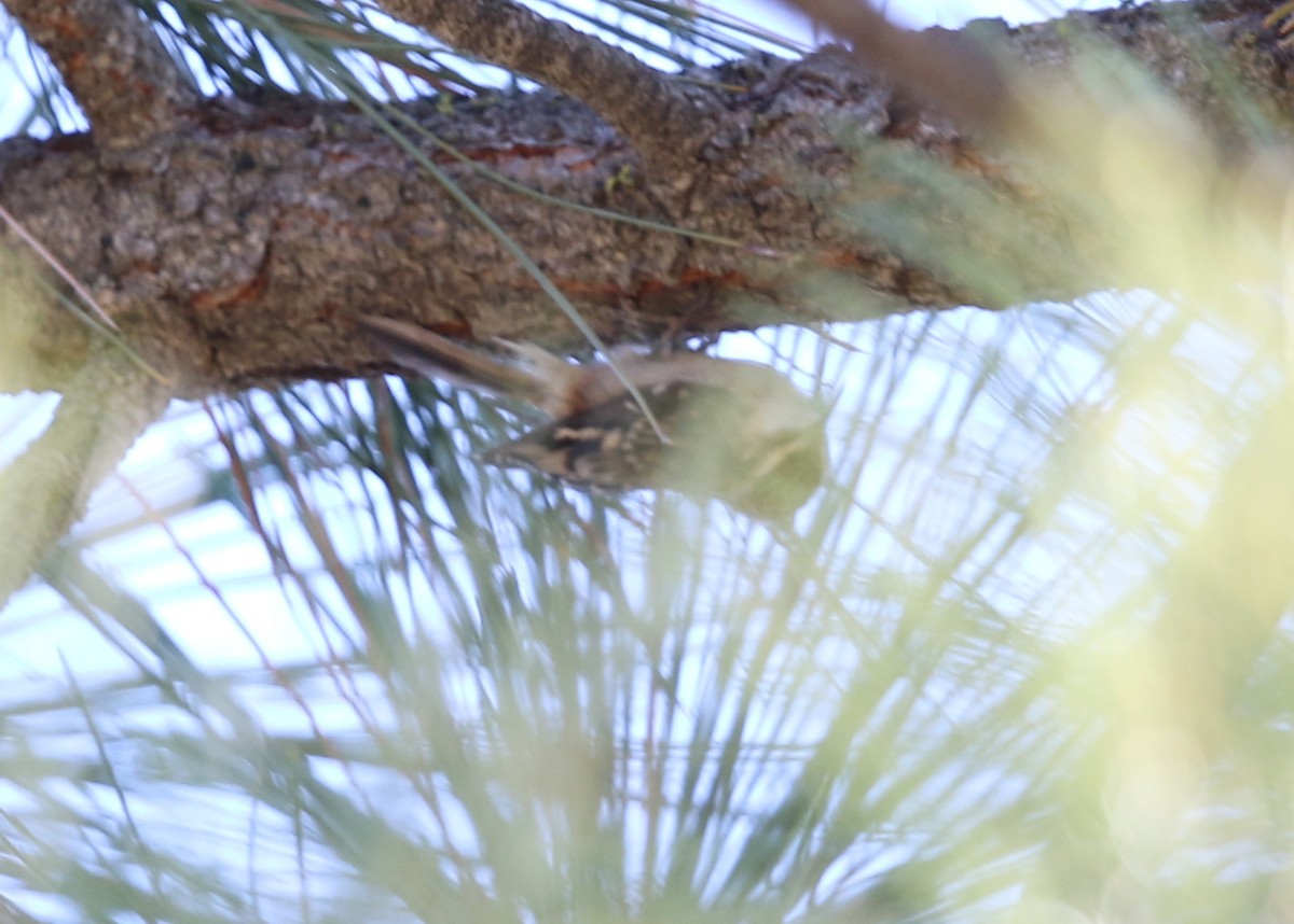 Brown Creeper - ML645028226