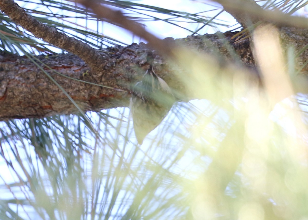 Brown Creeper - ML645028229