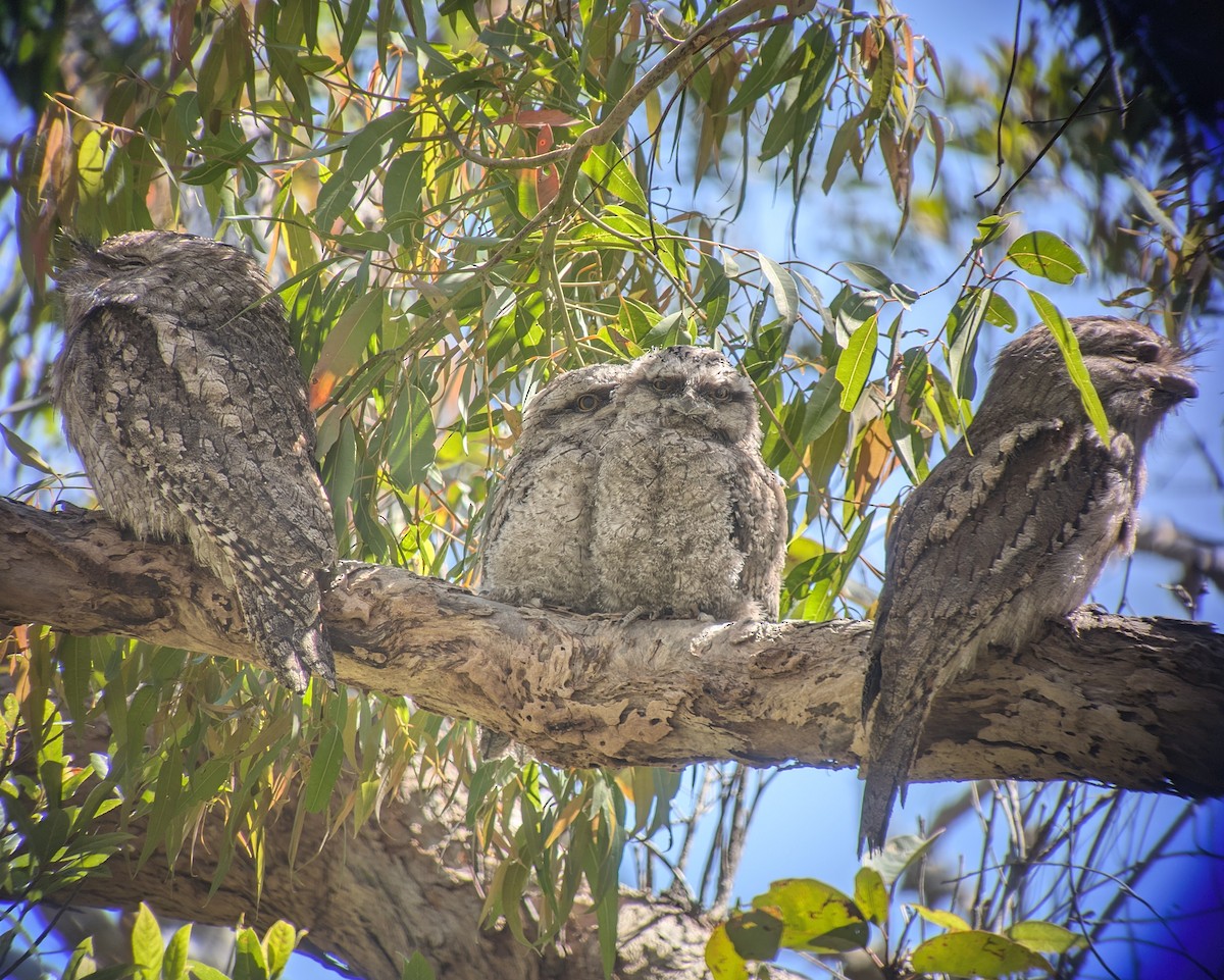 Tawny Frogmouth - ML645028232