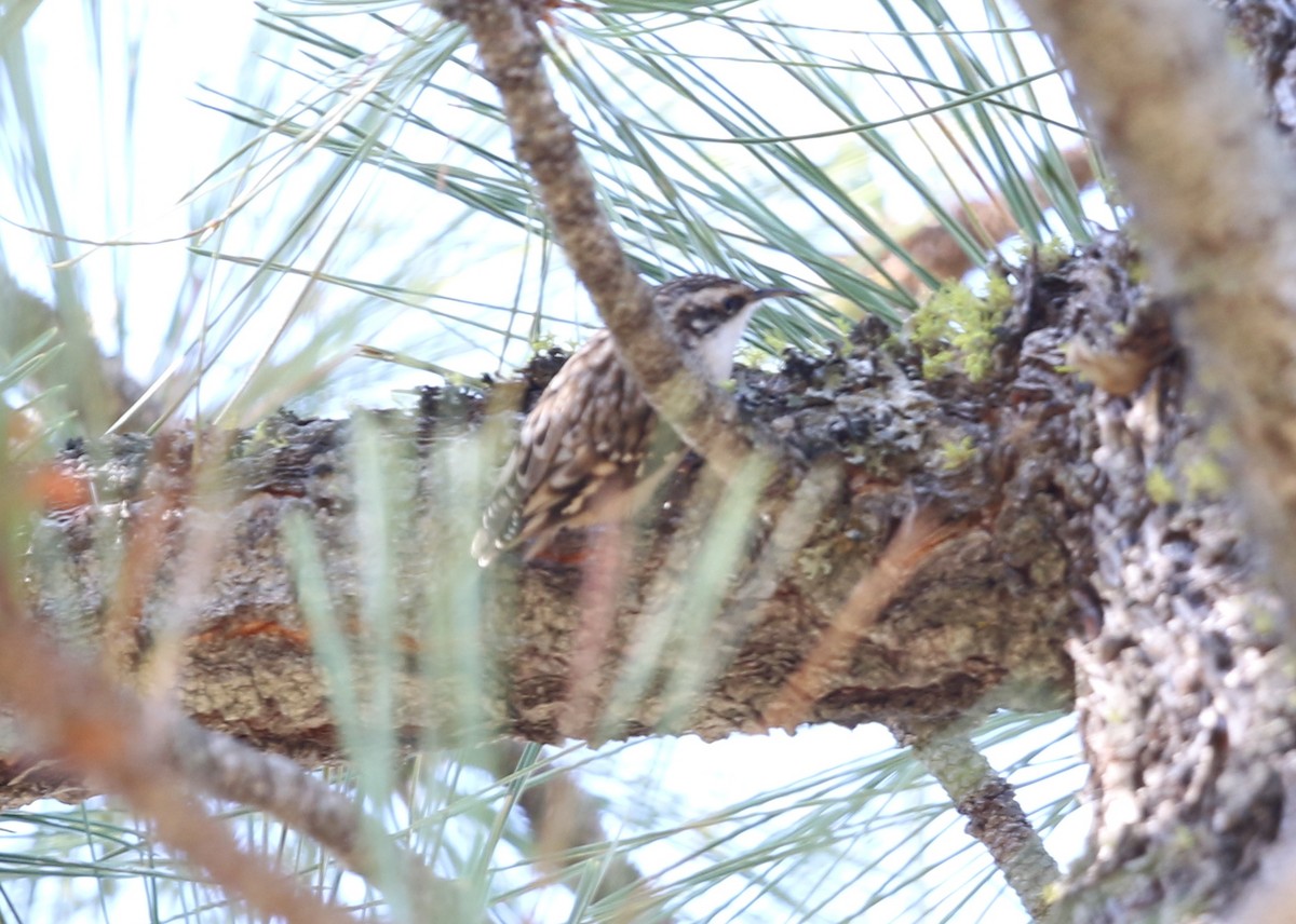 Brown Creeper - ML645028234