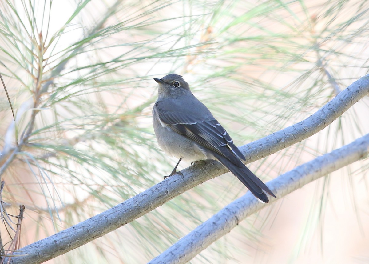 Townsend's Solitaire - ML645028237
