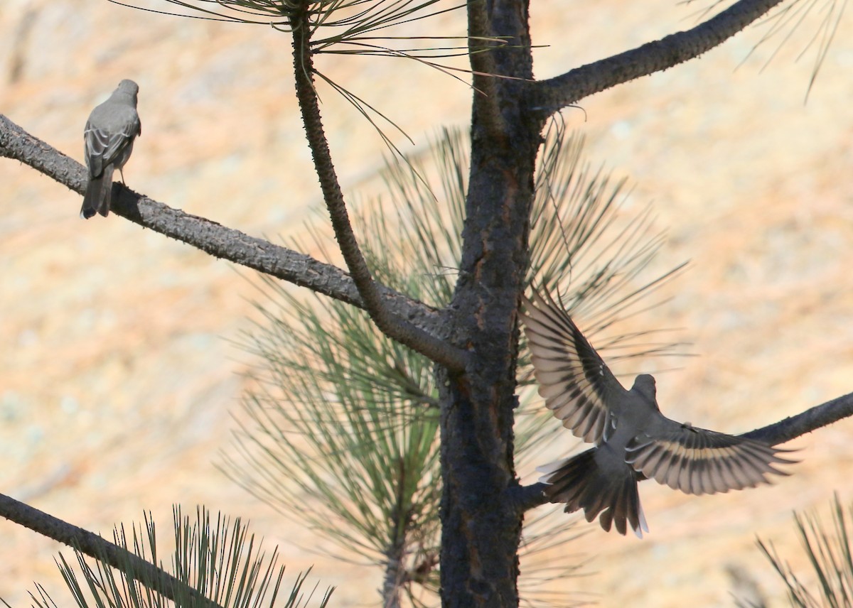 Townsend's Solitaire - ML645028238