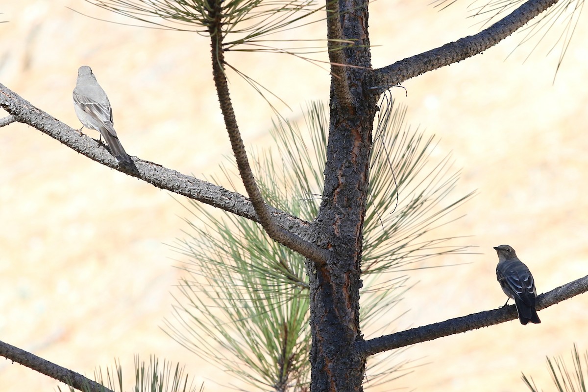 Townsend's Solitaire - ML645028250