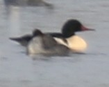 Common Merganser - ML645028252