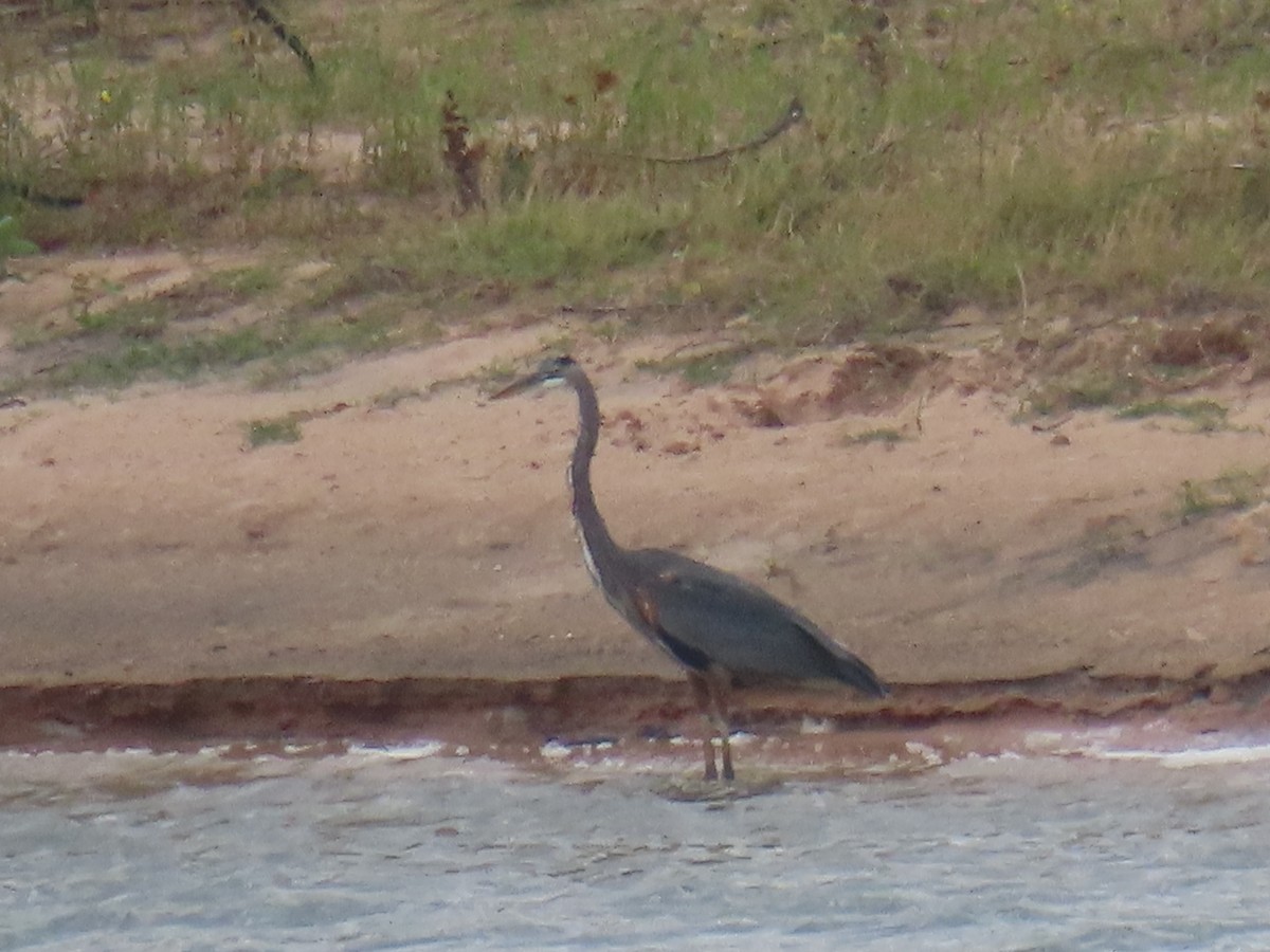 Great Blue Heron - ML645028262