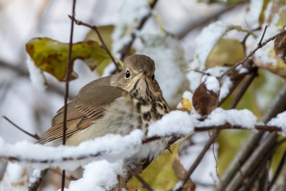 Дрізд-короткодзьоб плямистоволий - ML645028271
