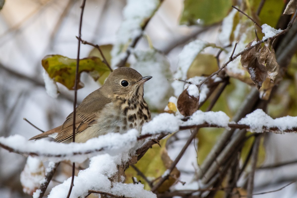 Дрізд-короткодзьоб плямистоволий - ML645028272