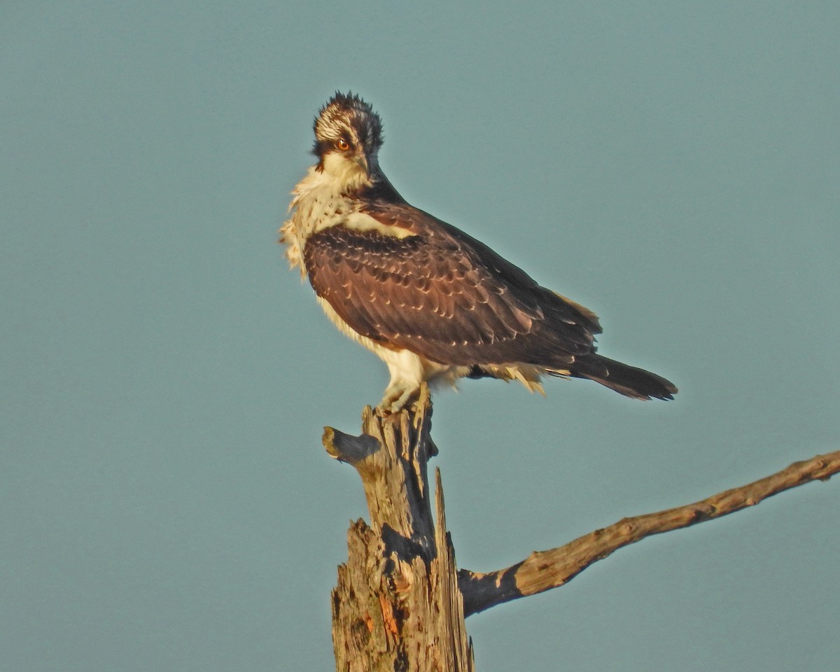 Osprey - ML645028285