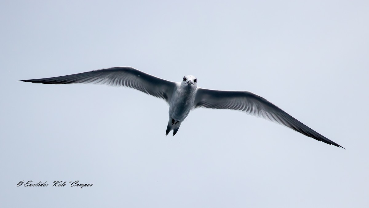 Sandwich Tern - ML645028297
