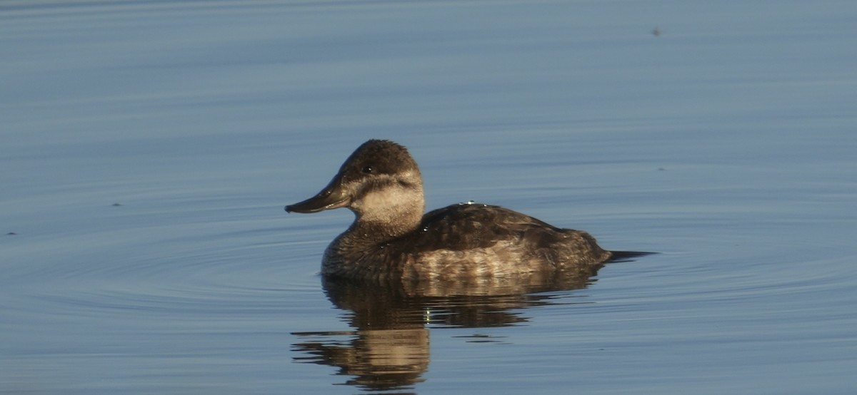 Schwarzkopf-Ruderente - ML645028320