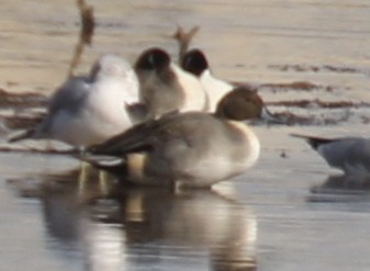 Northern Pintail - ML645028358