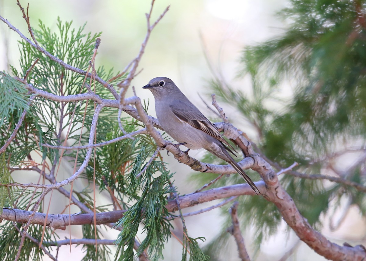 Townsend's Solitaire - ML645028363