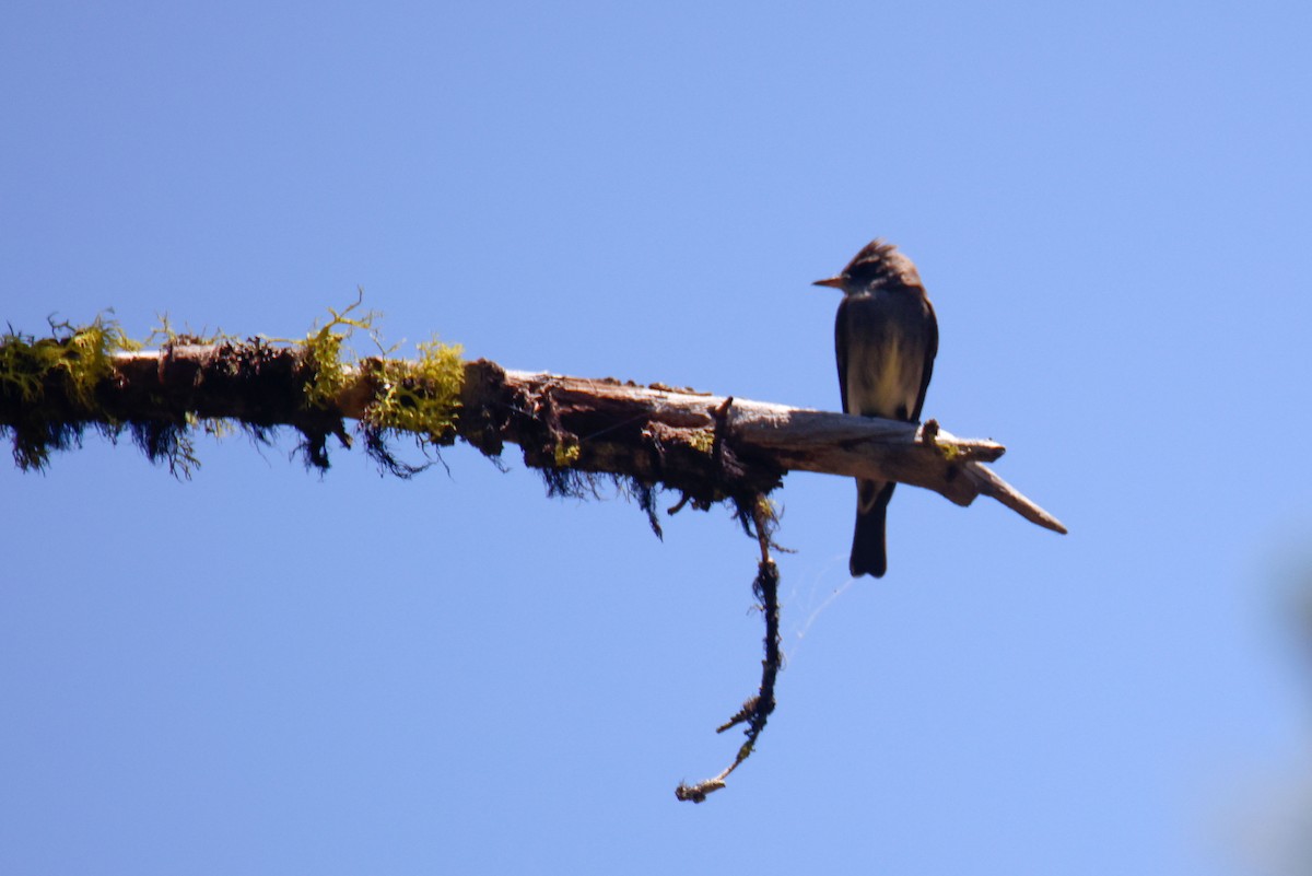 Western Wood-Pewee - ML645028367