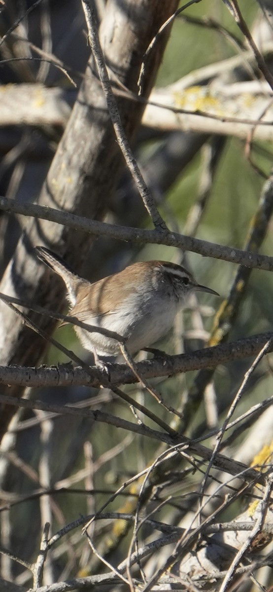 Підбуреник - ML645028372