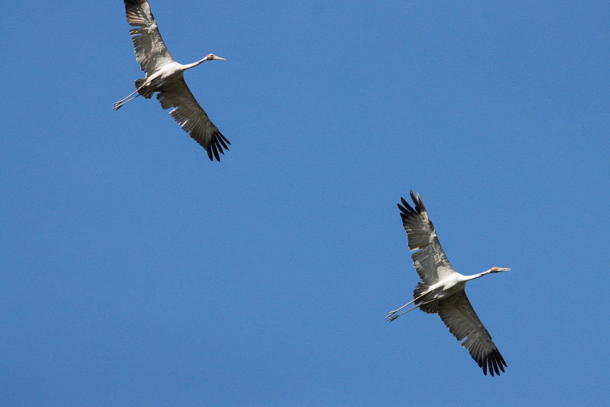 Brolga - ML645028376