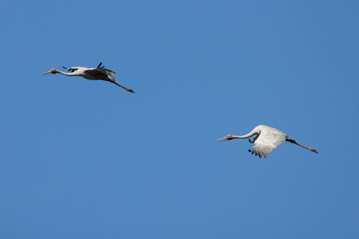 Brolga - ML645028378