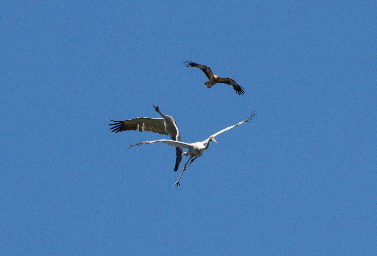 Brolga - ML645028387