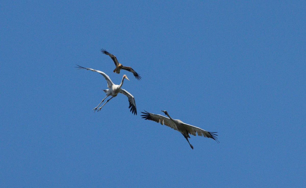 Brolga - ML645028388