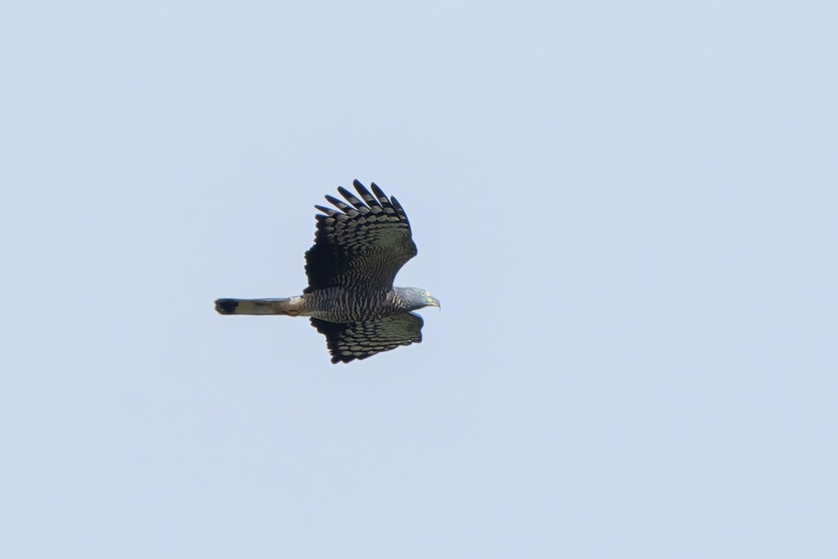 Hook-billed Kite - ML645028396