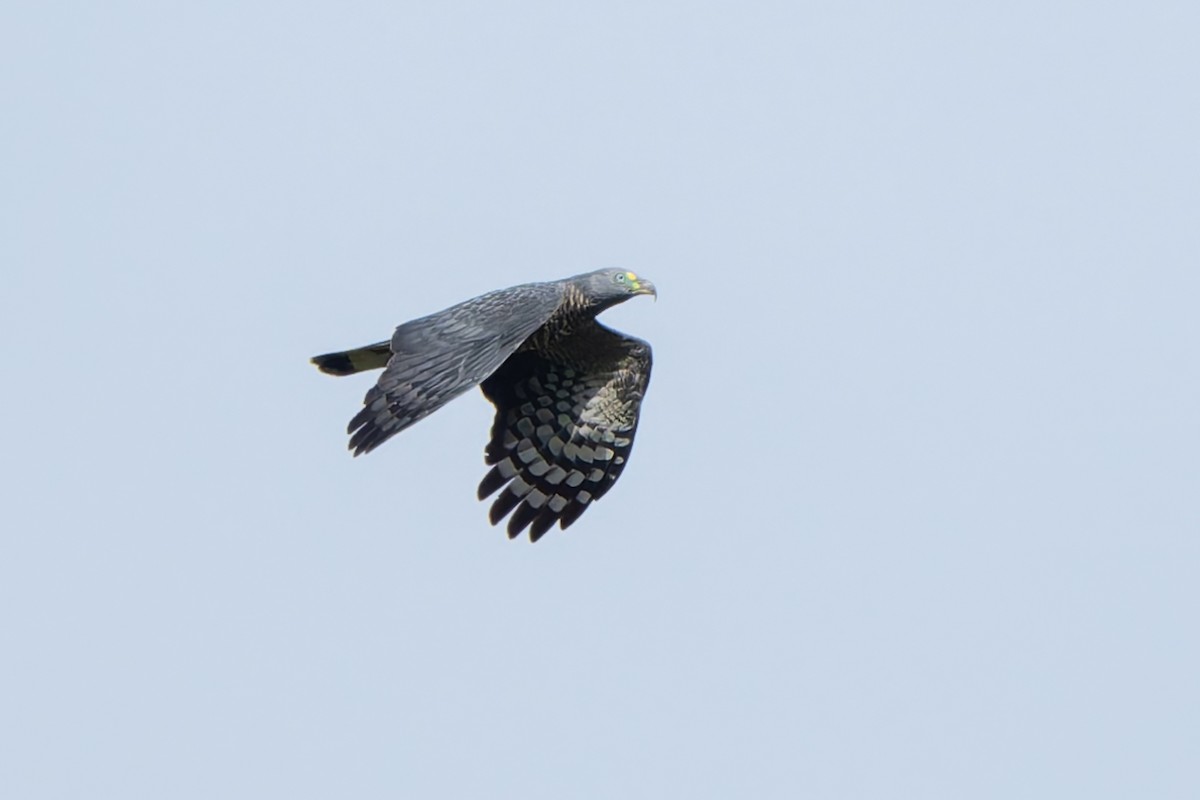 Hook-billed Kite - ML645028397